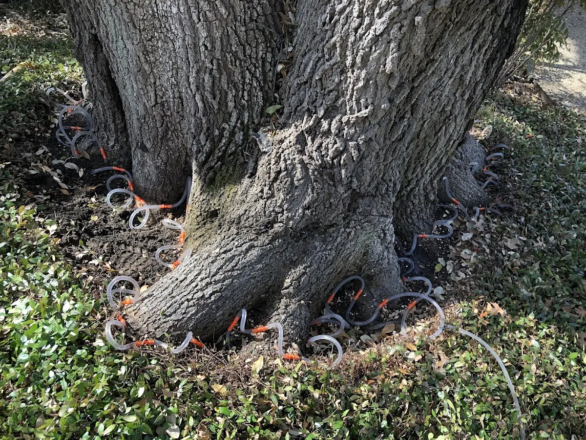 Detailed Tree Cabling and Bracing job site in Calumet